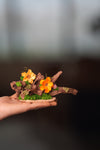 Children of the Forest - Driftwood (Preserved Plants)