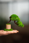A Small Tree in the East - Classics (Preserved Plants)