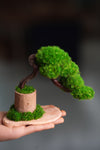 A Small Tree in the East - Classics (Preserved Plants)