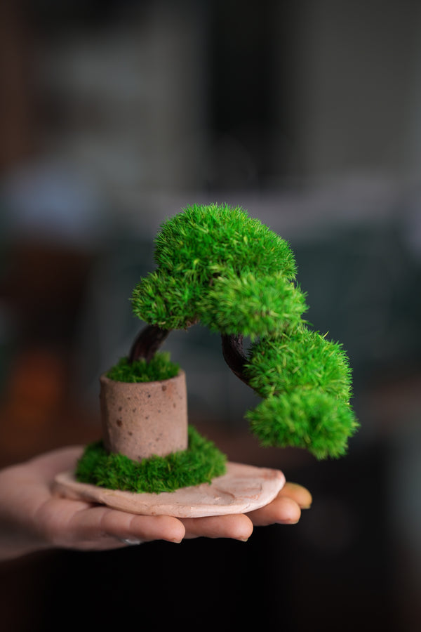 A Small Tree in the East - Classics (Preserved Plants)