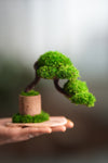 A Small Tree in the East - Classics (Preserved Plants)