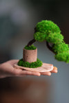 A Small Tree in the East - Classics (Preserved Plants)