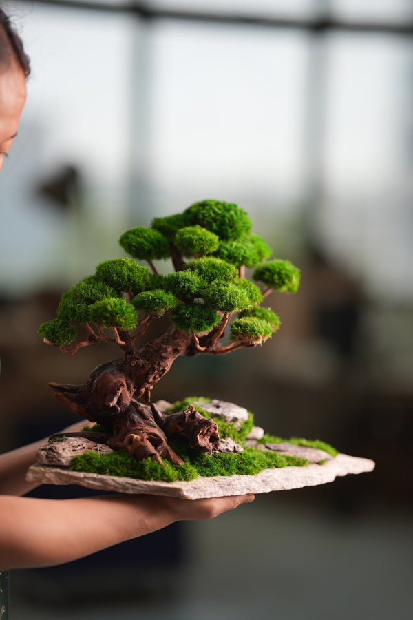 Greenwood - Maverick - Garden edition (Preserved Plants)