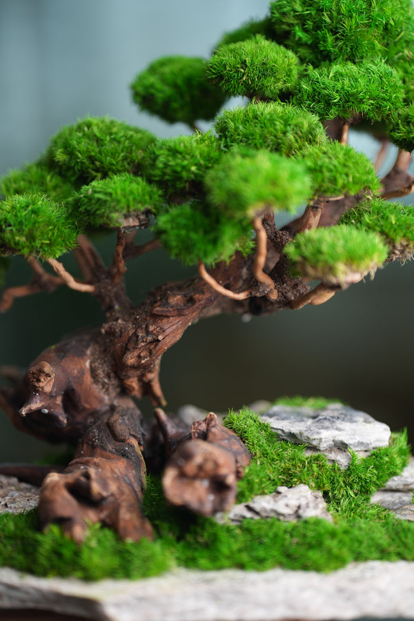 Greenwood - Maverick - Garden edition (Preserved Plants)