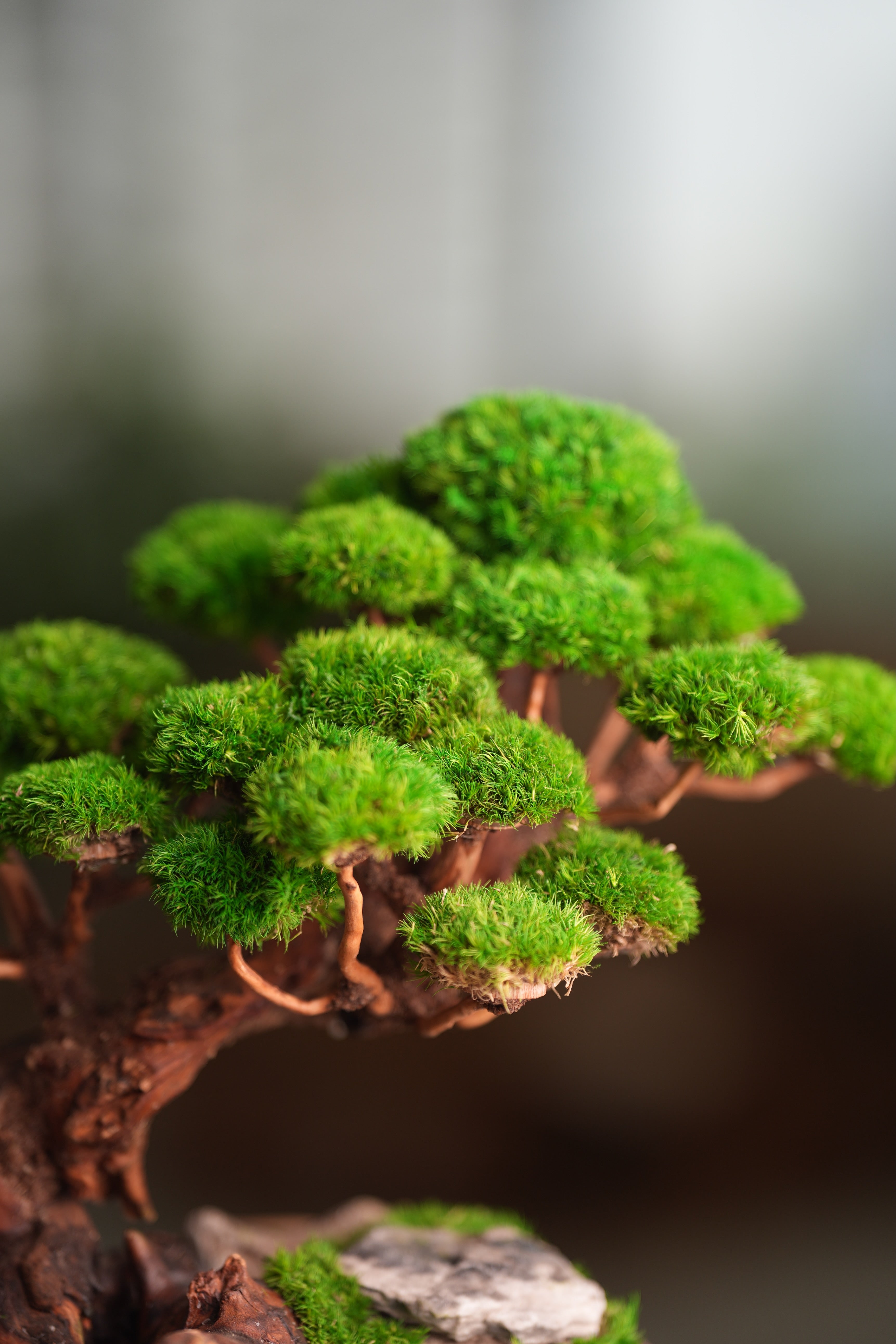 Greenwood - Maverick - Garden edition (Preserved Plants)