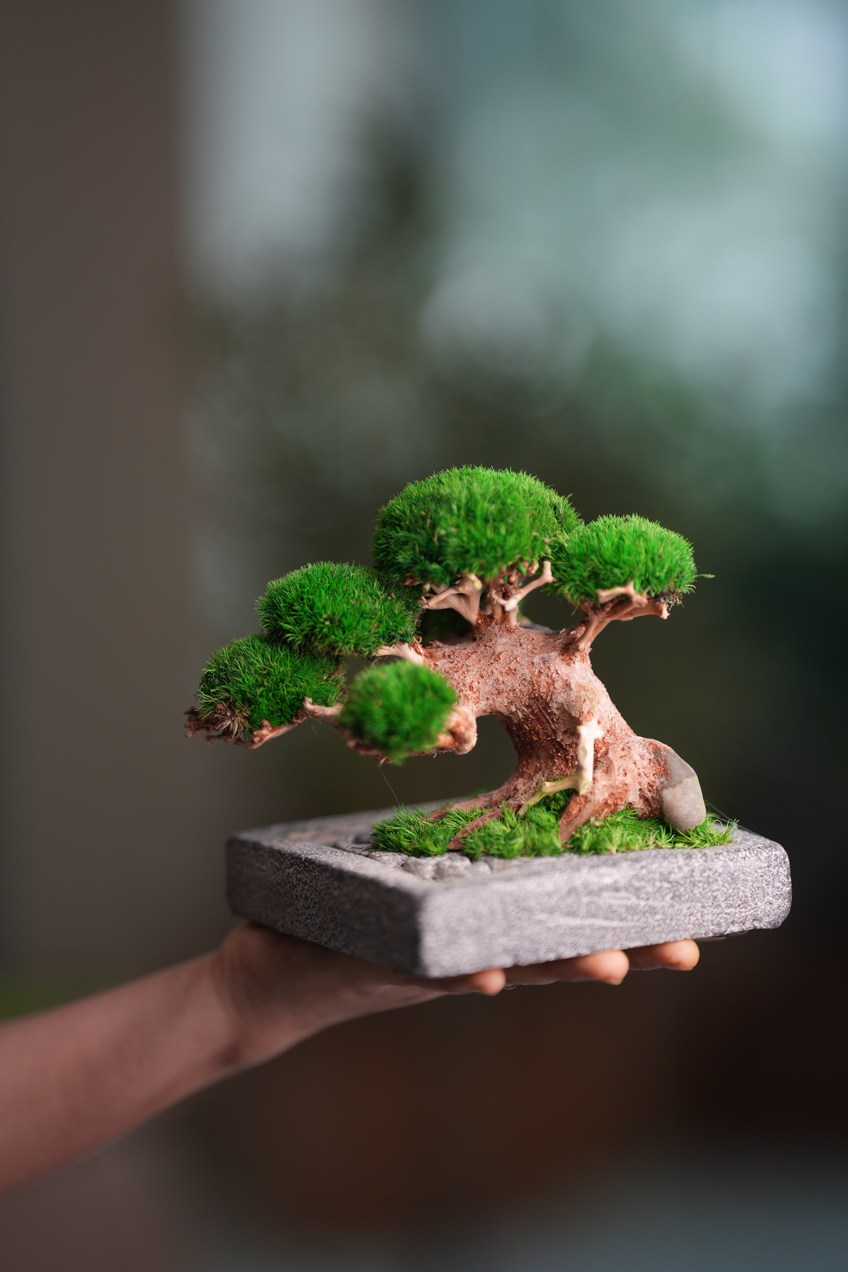 Slow Wood - Young - Anchor Square edition (Preserved Plants)