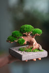 Slow Wood - Young - Anchor Square edition (Preserved Plants)
