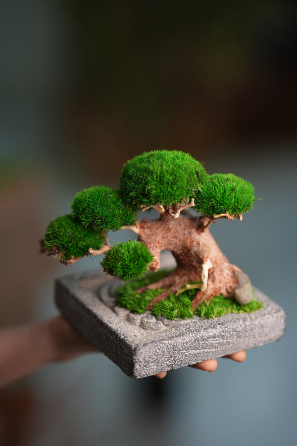 Slow Wood - Young - Anchor Square edition (Preserved Plants)