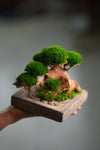 Slow Wood - Young - Anchor Square edition (Preserved Plants)