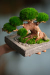 Slow Wood - Young - Anchor Square edition (Preserved Plants)