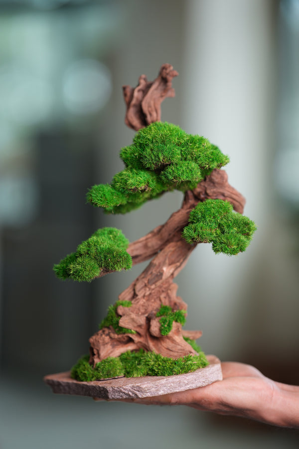 Greenwood - Stride & Pride (Preserved Plants)