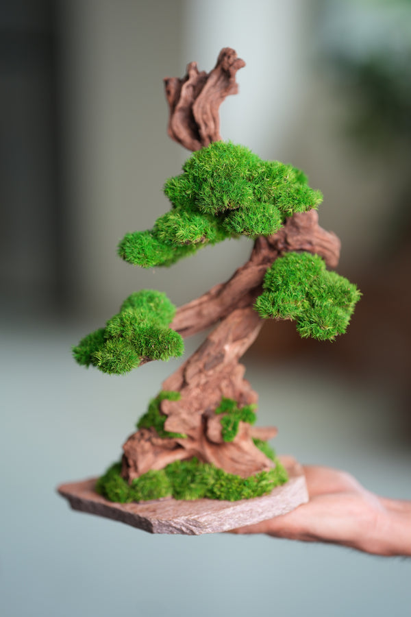 Greenwood - Stride & Pride (Preserved Plants)