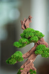 Greenwood - Stride & Pride (Preserved Plants)