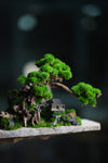 Greenwood - A Path in the East (Preserved Plants)