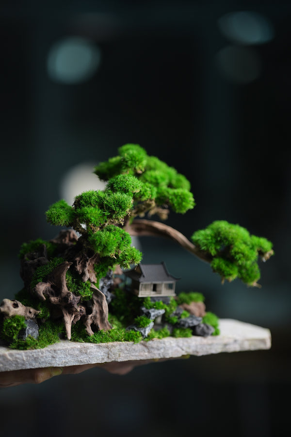 Greenwood - A Path in the East (Preserved Plants)