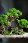 Greenwood - A Path in the East (Preserved Plants)