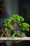 Greenwood - A Path in the East (Preserved Plants)