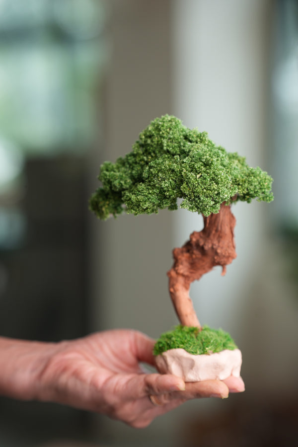 Greenwood - Freshman (Preserved Plants)