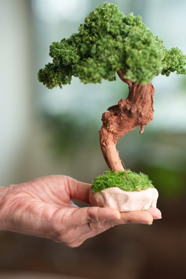 Greenwood - Freshman (Preserved Plants)