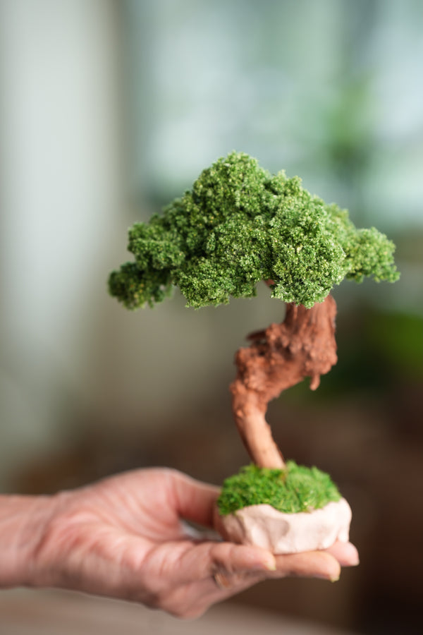 Greenwood - Freshman (Preserved Plants)