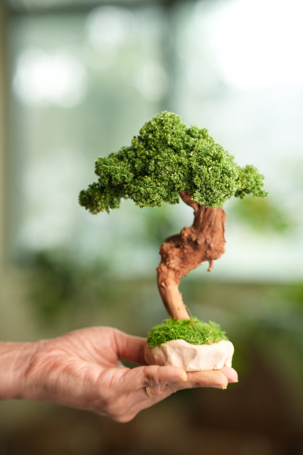 Greenwood - Freshman (Preserved Plants)