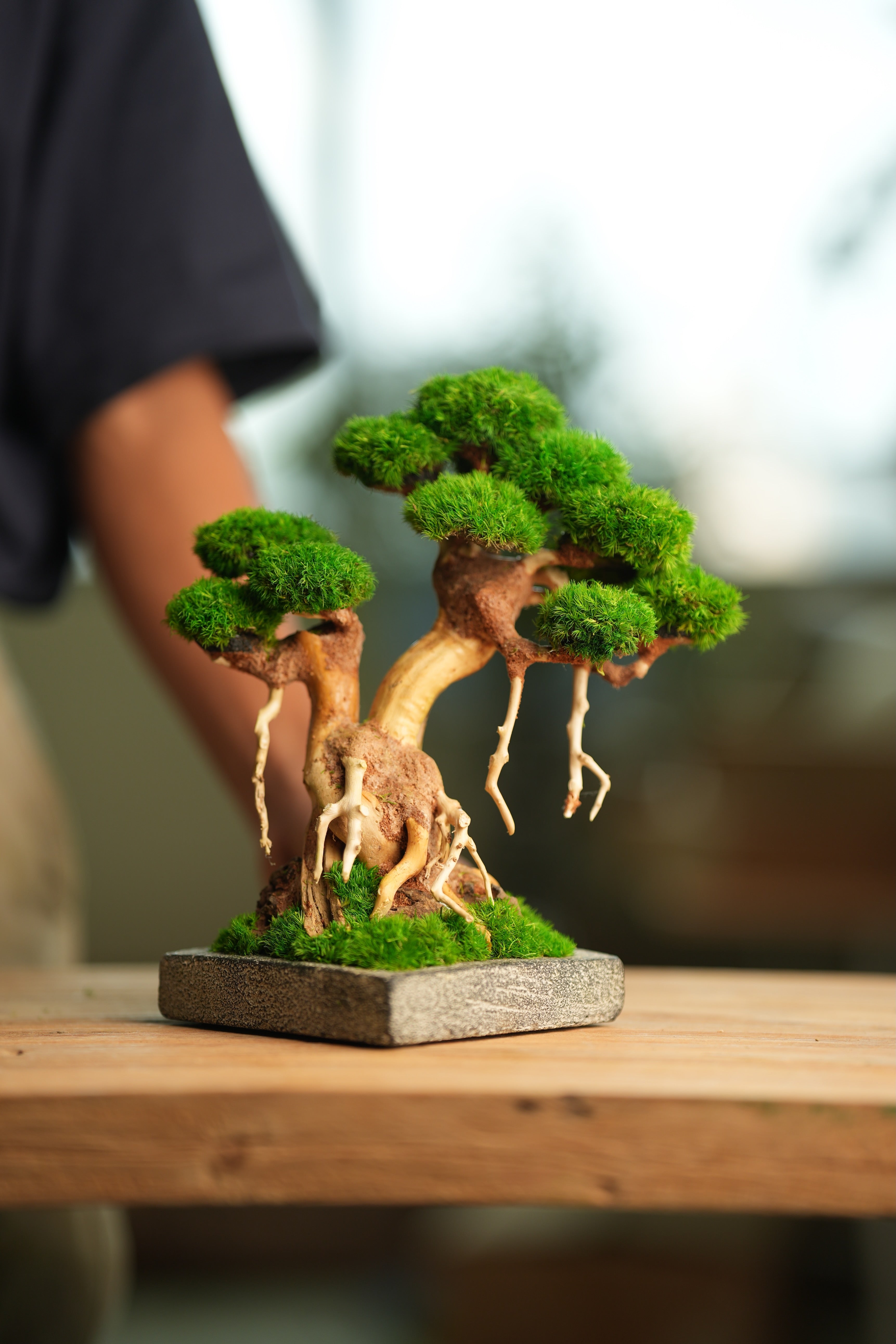 Greenwood (Preserved Plants)