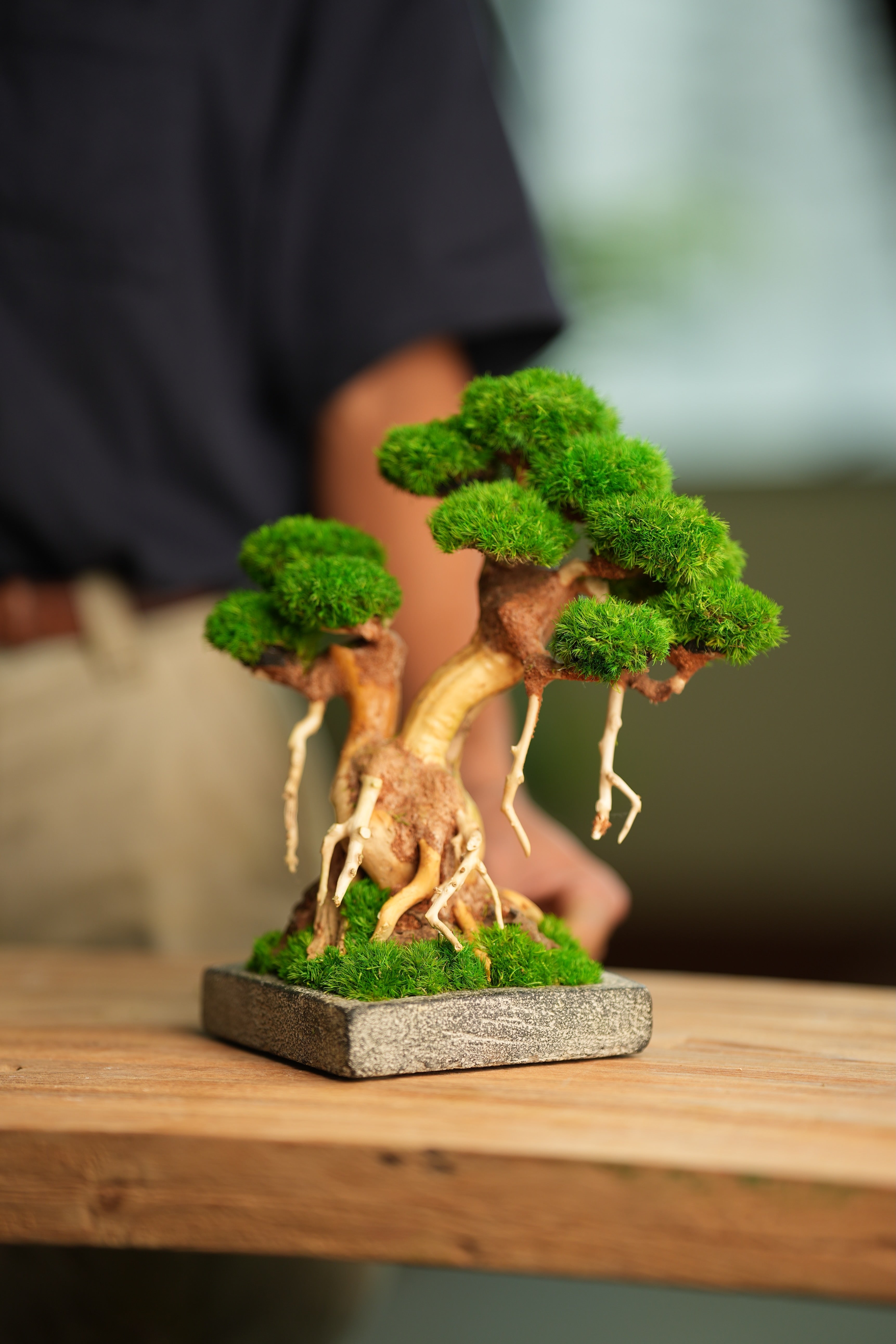 Greenwood (Preserved Plants)