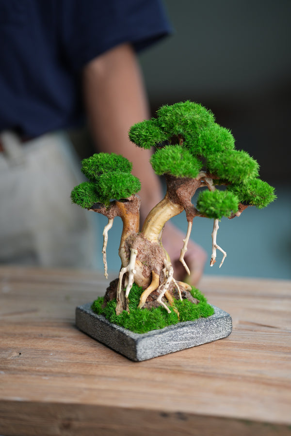 Greenwood (Preserved Plants)