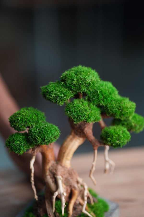 Greenwood (Preserved Plants)