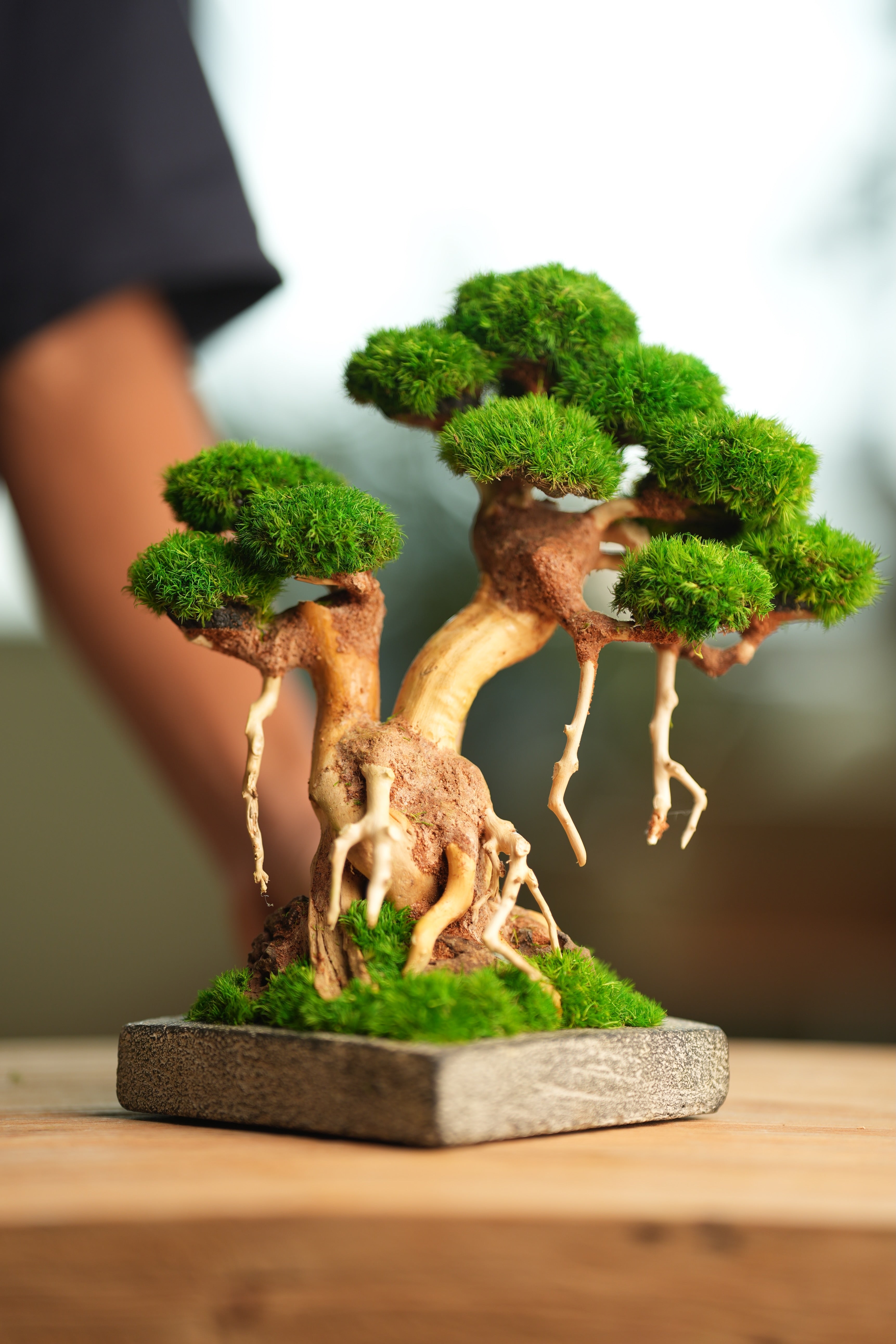 Greenwood (Preserved Plants)