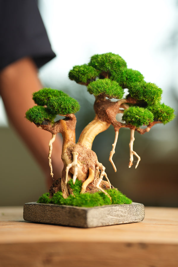 Greenwood (Preserved Plants)