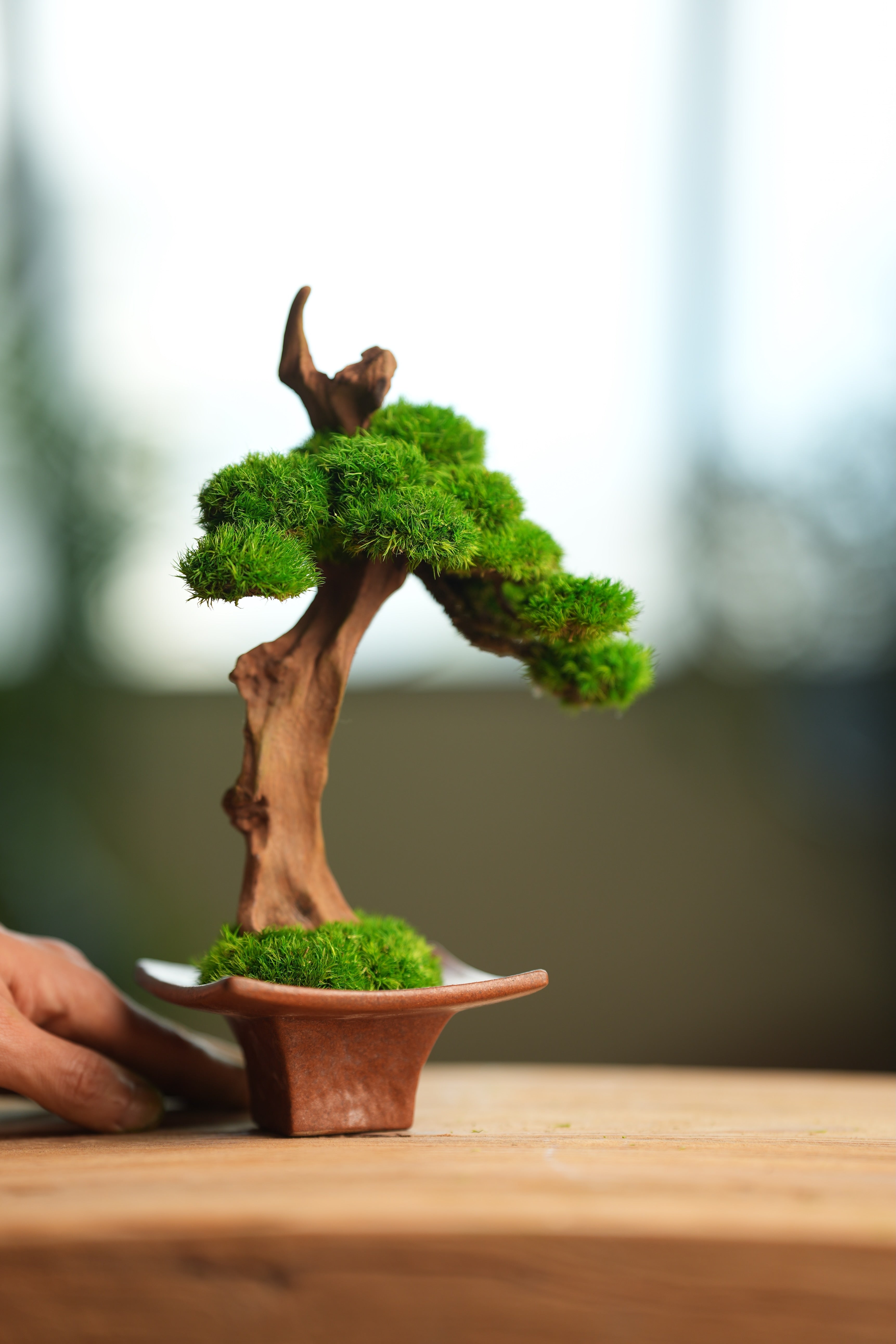 Greenwood - Learning Chamber (Preserved Plants)