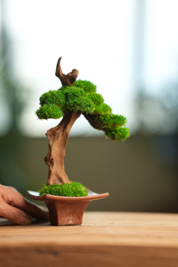 Greenwood - Learning Chamber (Preserved Plants)