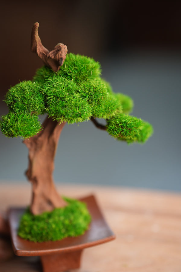 Greenwood - Learning Chamber (Preserved Plants)