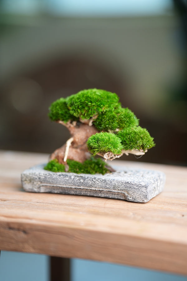 Slow Wood - Young - Anchor edition (Preserved Plants)