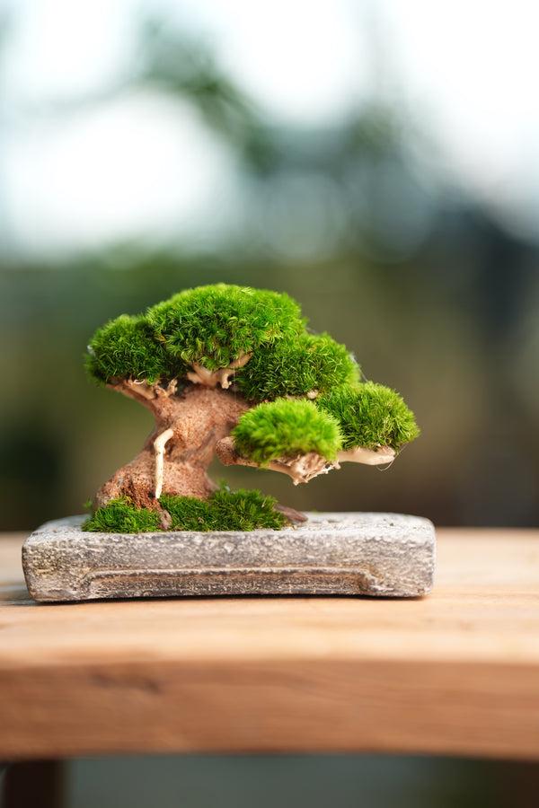 Slow Wood - Young - Anchor edition (Preserved Plants)