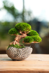 Slow Wood - Young - Anchor Spiral edition (Preserved Plants)