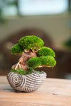 Slow Wood - Young - Anchor Spiral edition (Preserved Plants)