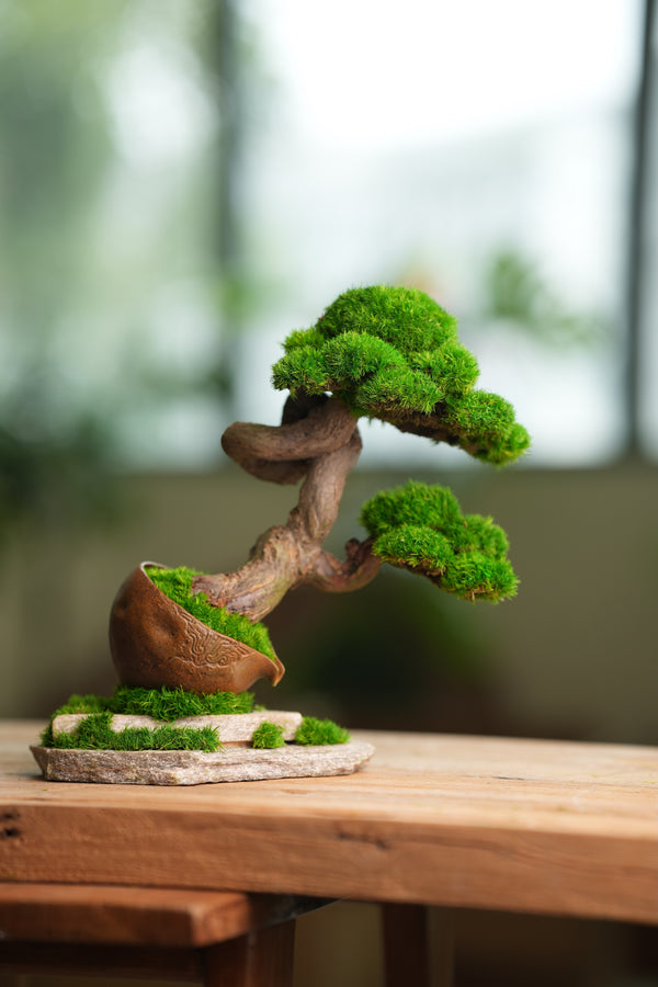 Lone Pine - Rosewood - Teaman's Delight (Preserved Plants)