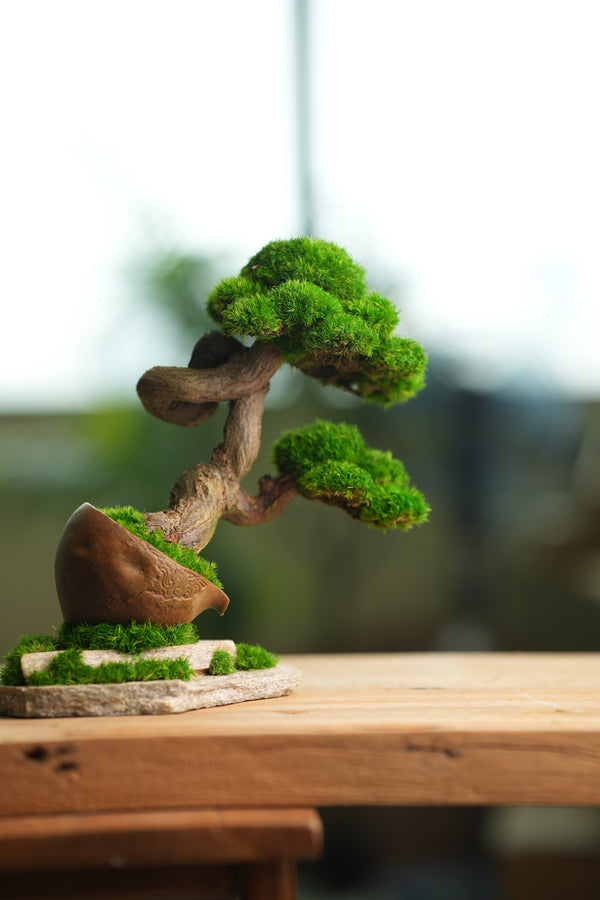 Lone Pine - Rosewood - Teaman's Delight (Preserved Plants)