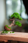 Lone Pine - Rosewood - Teaman's Delight (Preserved Plants)