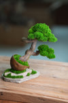 Lone Pine - Rosewood - Teaman's Delight (Preserved Plants)