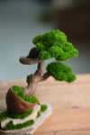 Lone Pine - Rosewood - Teaman's Delight (Preserved Plants)