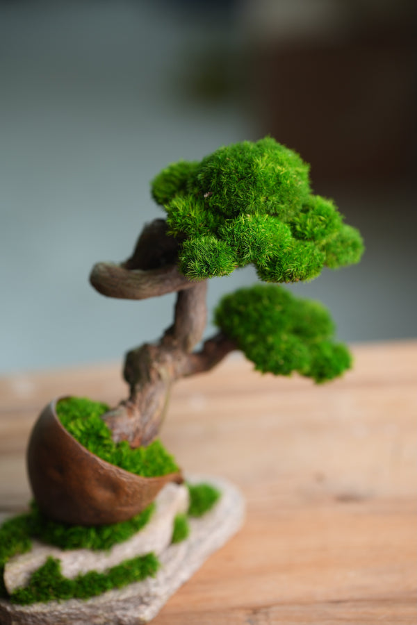 Lone Pine - Rosewood - Teaman's Delight (Preserved Plants)