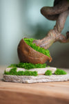 Lone Pine - Rosewood - Teaman's Delight (Preserved Plants)
