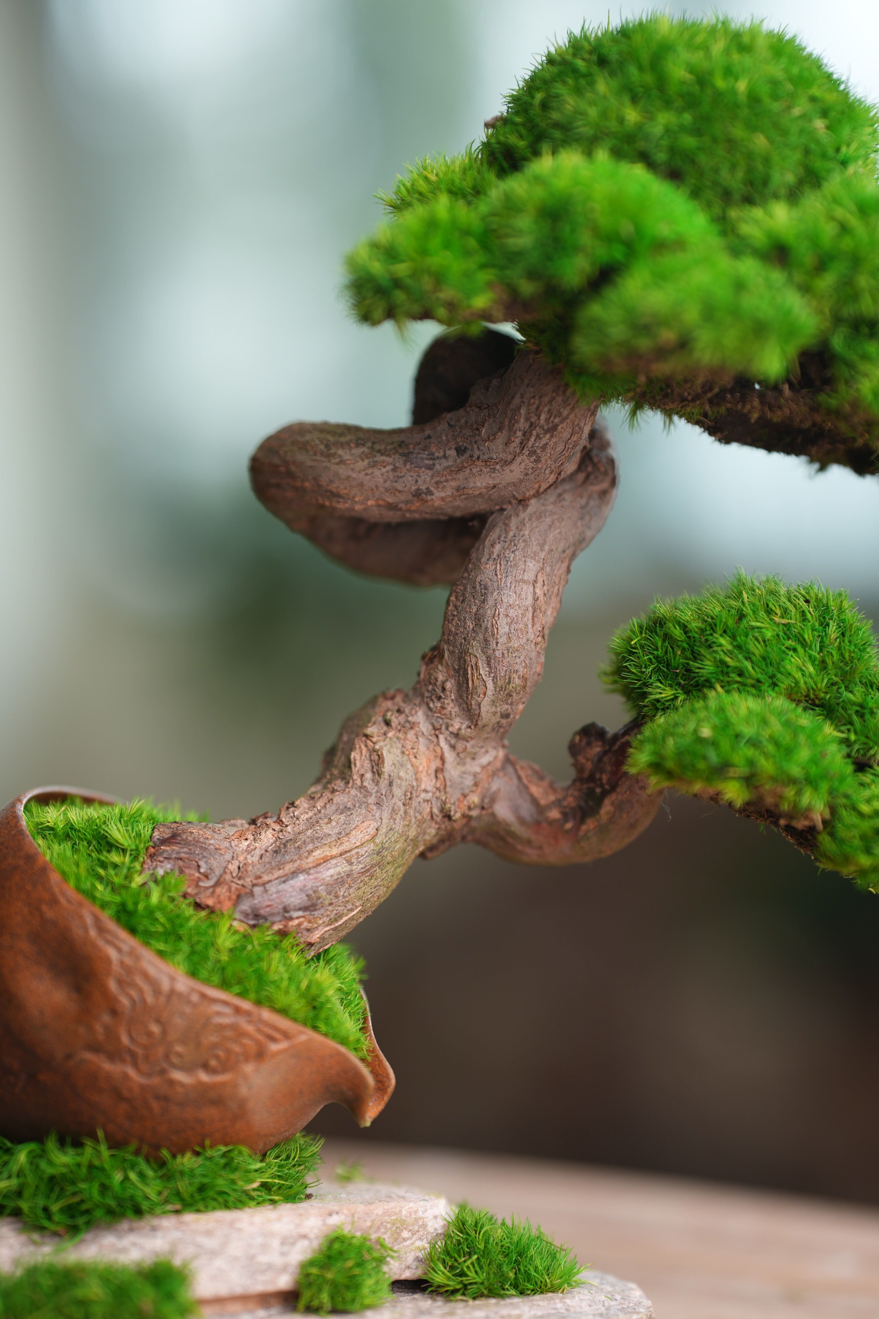 Lone Pine - Rosewood - Teaman's Delight (Preserved Plants)
