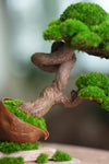 Lone Pine - Rosewood - Teaman's Delight (Preserved Plants)