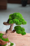 Lone Pine - Rosewood - Teaman's Delight (Preserved Plants)
