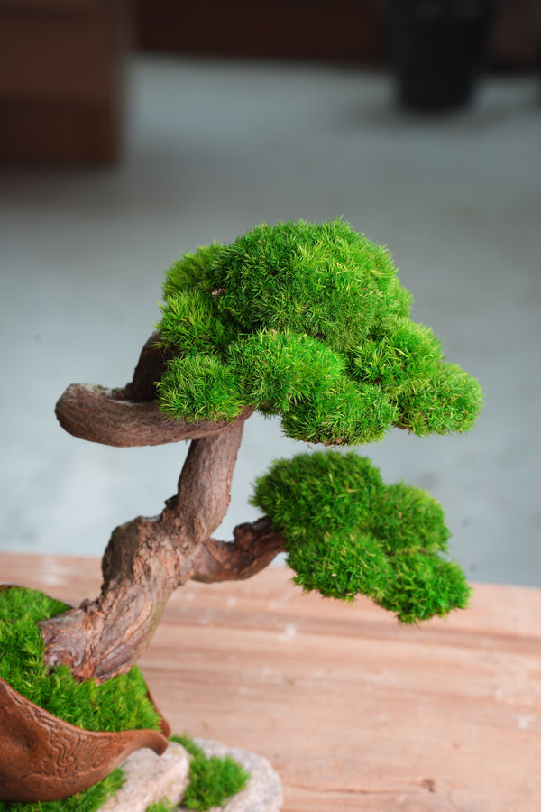 Lone Pine - Rosewood - Teaman's Delight (Preserved Plants)