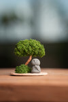 A Small Tree in the East - Classic - Journeyman (Preserved Plants)